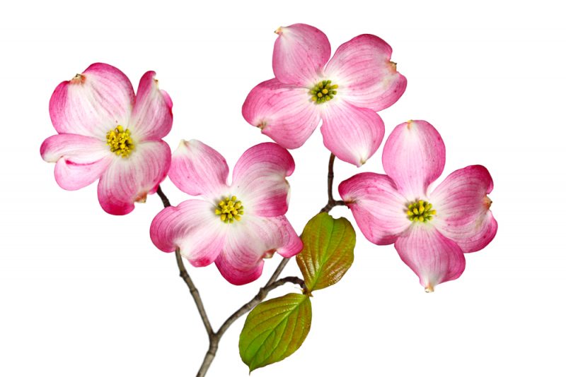 جوانسازی واژن